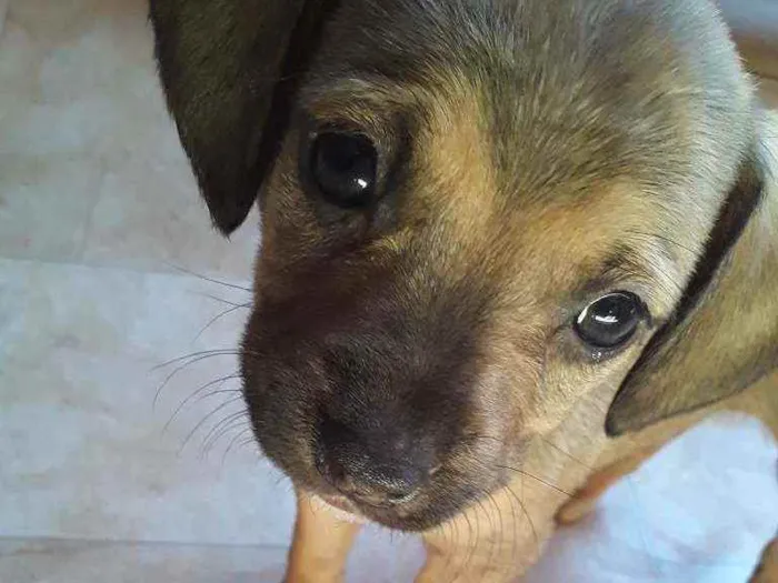 Cachorro ra a Vira-latas idade Abaixo de 2 meses nome São filhotes