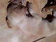 São filhotes