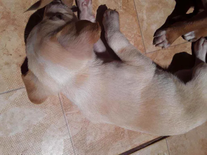 Cachorro ra a Vira-latas idade Abaixo de 2 meses nome São filhotes