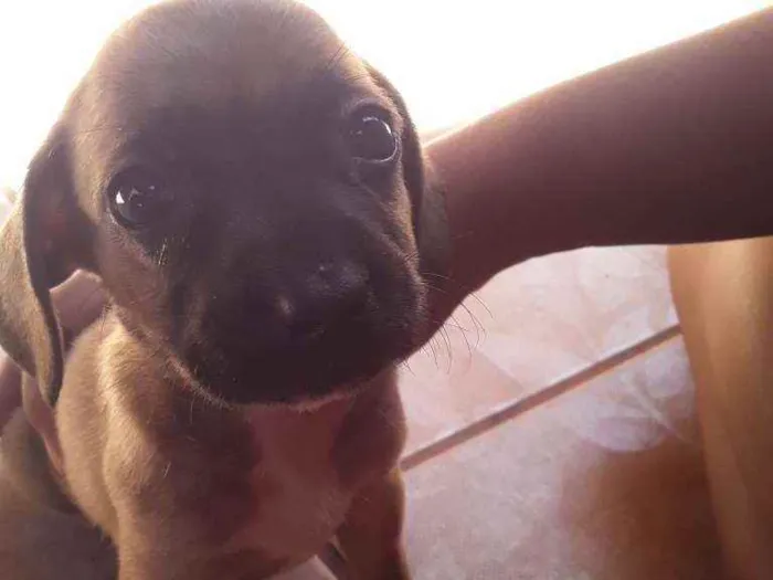 Cachorro ra a Vira-latas idade Abaixo de 2 meses nome São filhotes