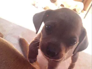 Cachorro raça Vira-latas idade Abaixo de 2 meses nome São filhotes