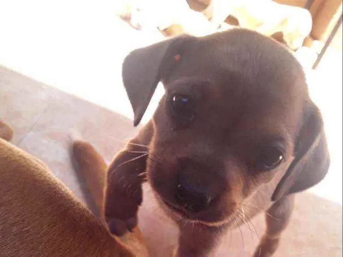 Cachorro ra a Vira-latas idade Abaixo de 2 meses nome São filhotes