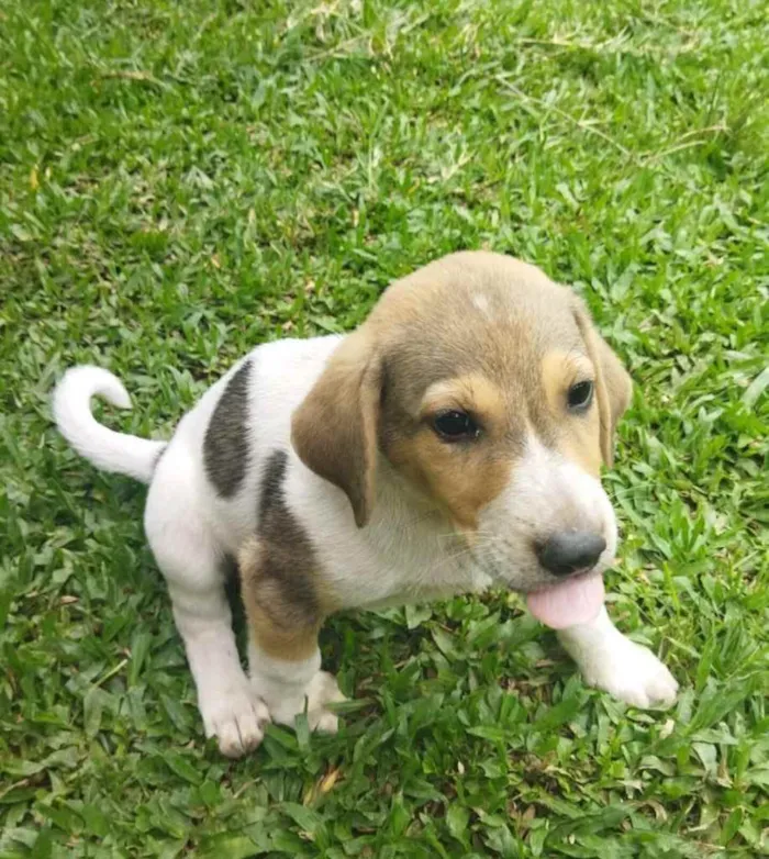 Cachorro ra a Pastor Alemão c/ Perdigueiro  idade Abaixo de 2 meses nome Filhotinhos 