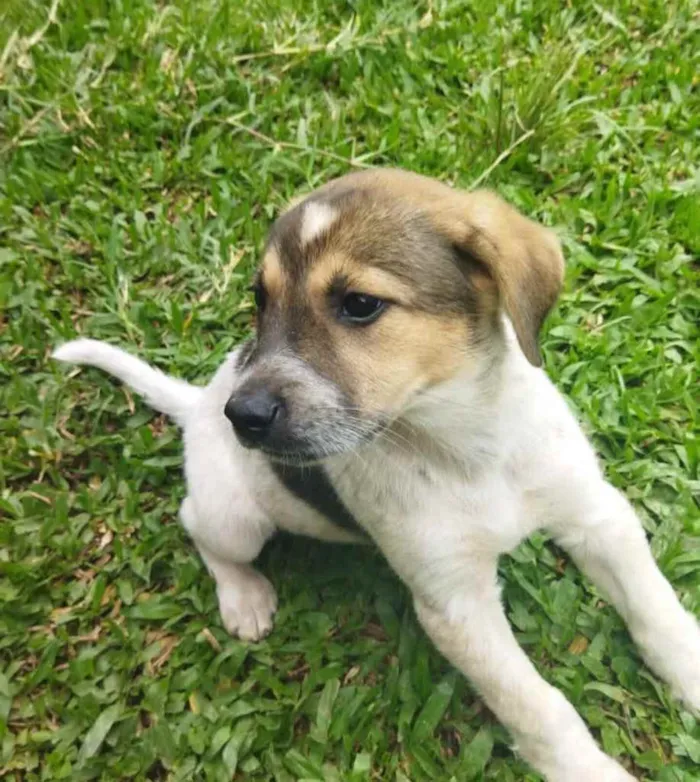 Cachorro ra a Pastor Alemão c/ Perdigueiro  idade Abaixo de 2 meses nome Filhotinhos 