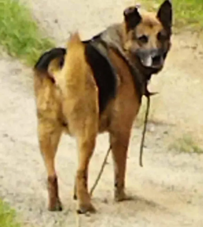 Cachorro ra a Pastor Alemão c/ Perdigueiro  idade Abaixo de 2 meses nome Filhotinhos 