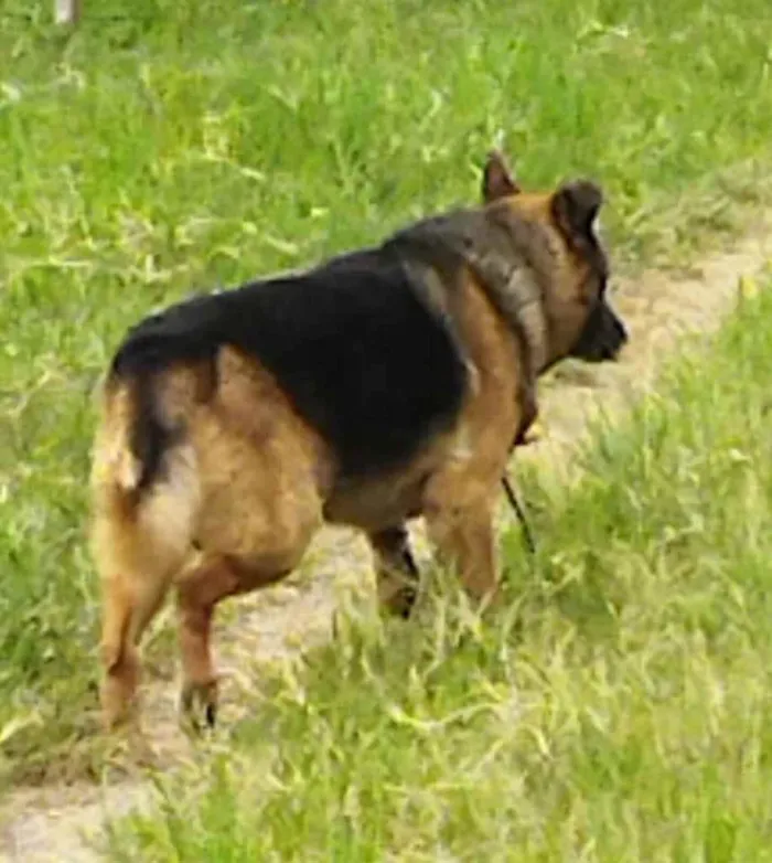 Cachorro ra a Pastor Alemão c/ Perdigueiro  idade Abaixo de 2 meses nome Filhotinhos 