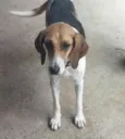 Filhotinhos 