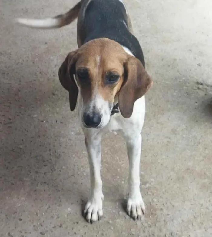 Cachorro ra a Pastor Alemão c/ Perdigueiro  idade Abaixo de 2 meses nome Filhotinhos 