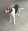 Filhotinhos 