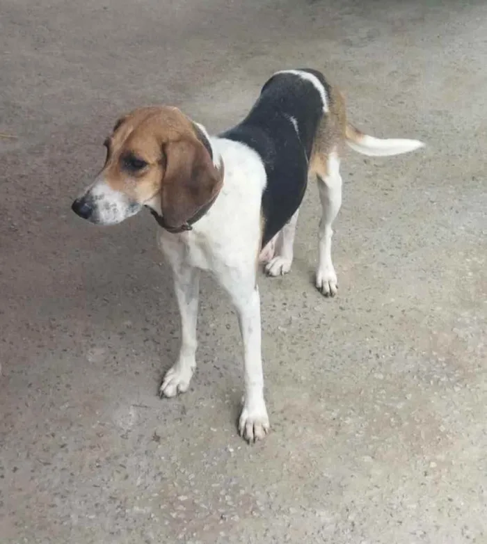 Cachorro ra a Pastor Alemão c/ Perdigueiro  idade Abaixo de 2 meses nome Filhotinhos 