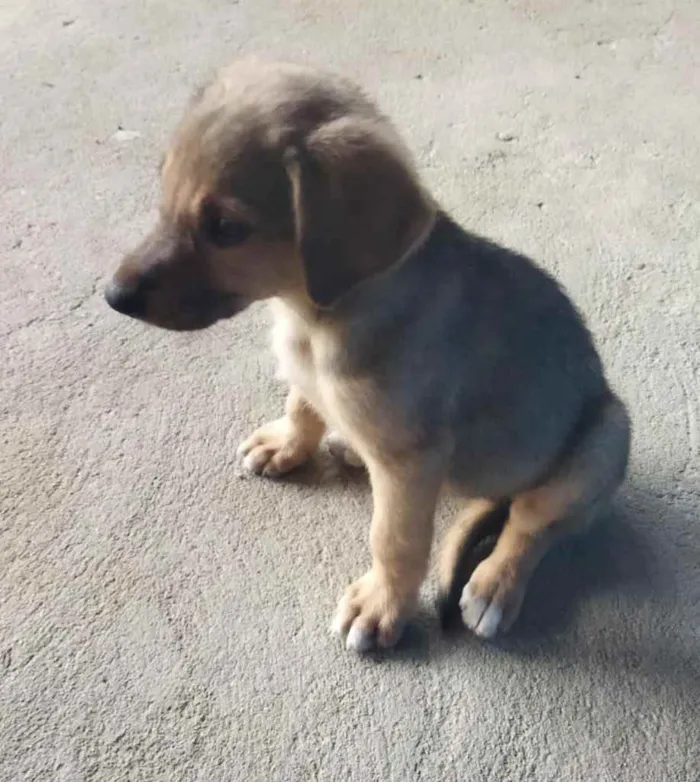 Cachorro ra a Pastor Alemão c/ Perdigueiro  idade Abaixo de 2 meses nome Filhotinhos 