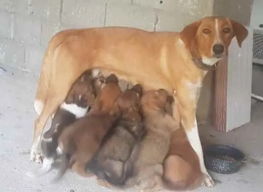 Cachorro ra a Pastor Alemão c/ Perdigueiro  idade Abaixo de 2 meses nome Filhotinhos 