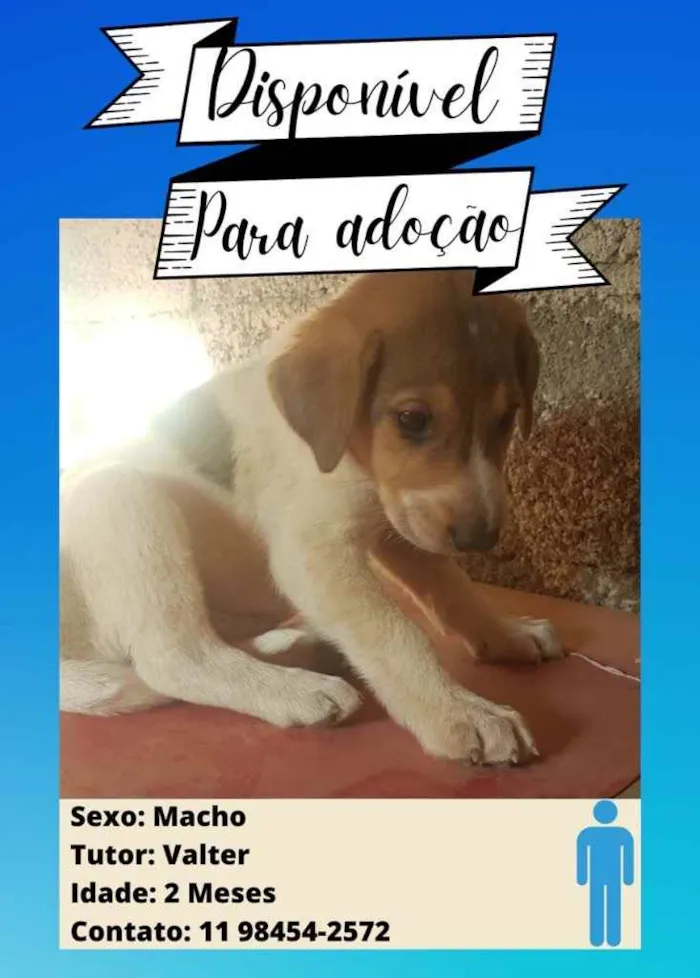 Cachorro ra a Pastor Alemão c/ Perdigueiro  idade Abaixo de 2 meses nome Filhotinhos 
