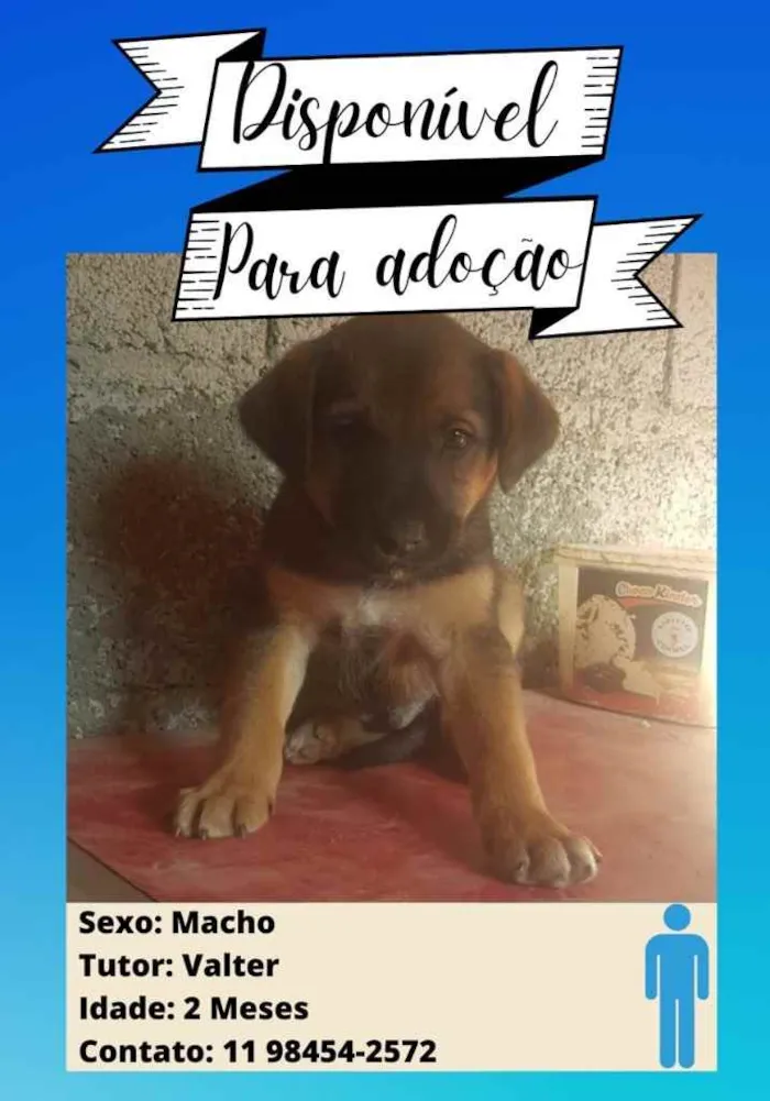 Cachorro ra a Pastor Alemão c/ Perdigueiro  idade Abaixo de 2 meses nome Filhotinhos 