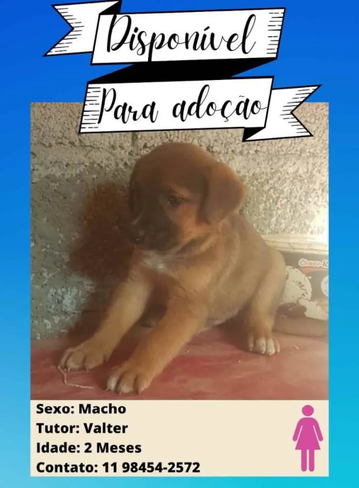 Cachorro ra a Pastor Alemão c/ Perdigueiro  idade Abaixo de 2 meses nome Filhotinhos 