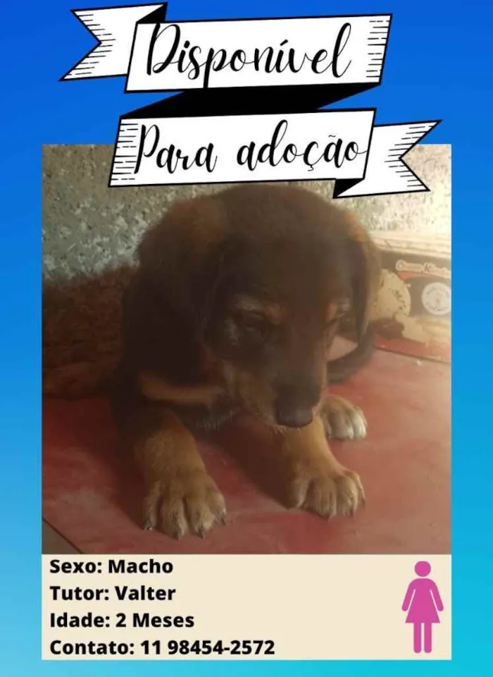 Cachorro ra a Pastor Alemão c/ Perdigueiro  idade Abaixo de 2 meses nome Filhotinhos 