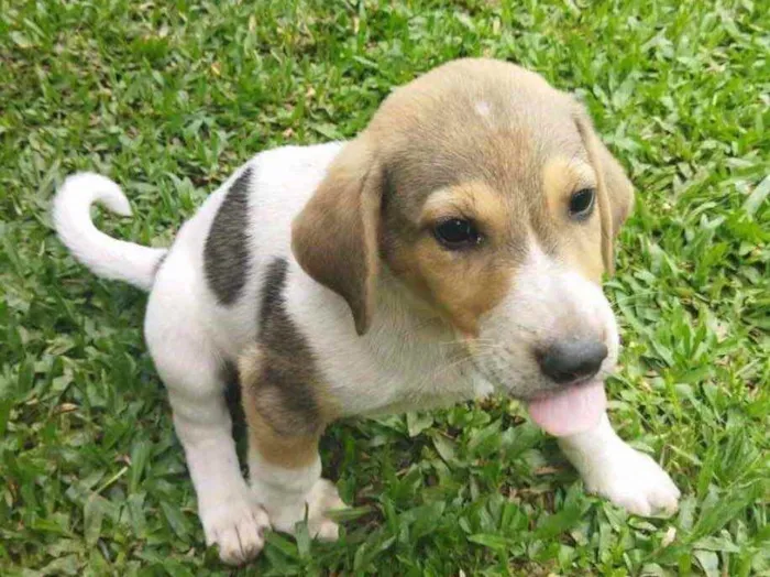 Cachorro ra a Pastor Alemão c/ Perdigueiro  idade Abaixo de 2 meses nome Filhotinhos 