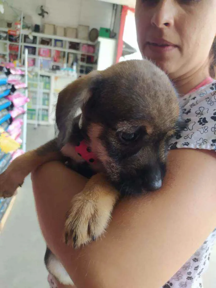 Cachorro ra a Vira lata idade 2 a 6 meses nome Paçoca