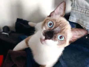 Gato raça Srd idade 2 a 6 meses nome Mônica