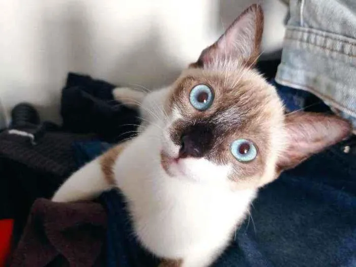 Gato ra a Srd idade 2 a 6 meses nome Mônica