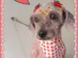 Belinha (ad ESPECIAL