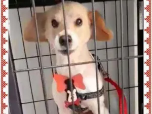 Cachorro raça SRD idade 4 anos nome Pitoco