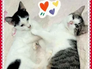 Gato raça SRD idade 2 a 6 meses nome Bebês