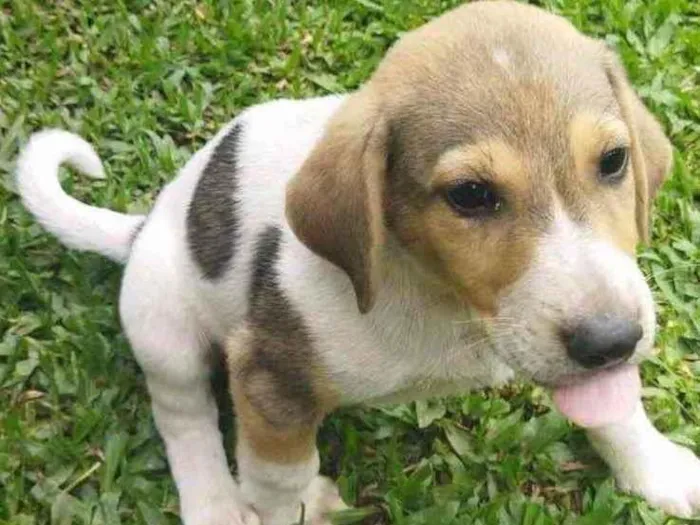 Cachorro ra a Pastor Alemão c/ Perdigueiro  idade Abaixo de 2 meses nome Filhotinhos 