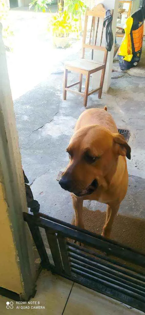 Cachorro raça Fila Brasileiro idade 5 anos nome Alba