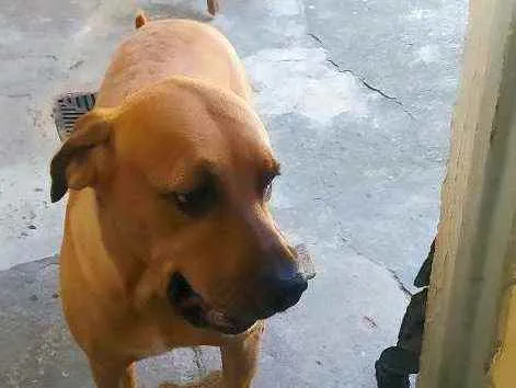 Cachorro raça Fila Brasileiro idade 5 anos nome Alba