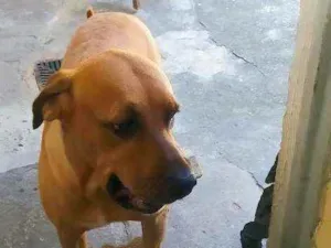 Cachorro raça Fila Brasileiro idade 5 anos nome Alba