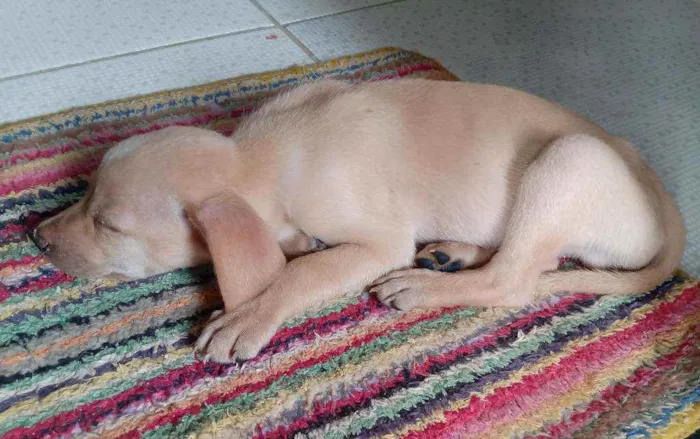 Cachorro ra a Vira-lata idade 2 a 6 meses nome Sem nome 