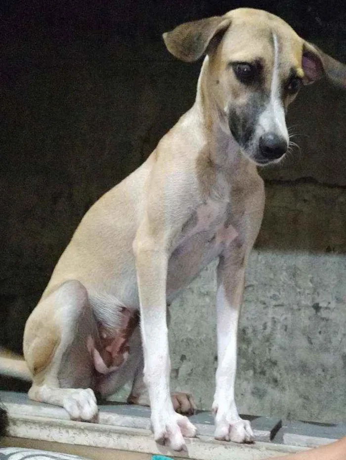 Cachorro ra a Indefinido idade 3 anos nome Stela