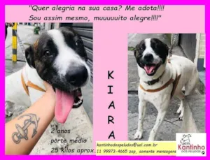 Cachorro raça SRD idade 2 anos nome Kiara