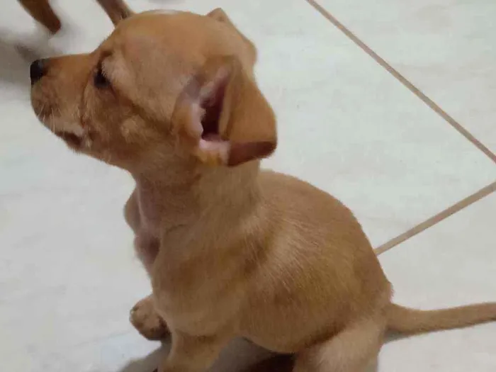 Cachorro ra a Vira-lata idade 2 a 6 meses nome Sem nome 