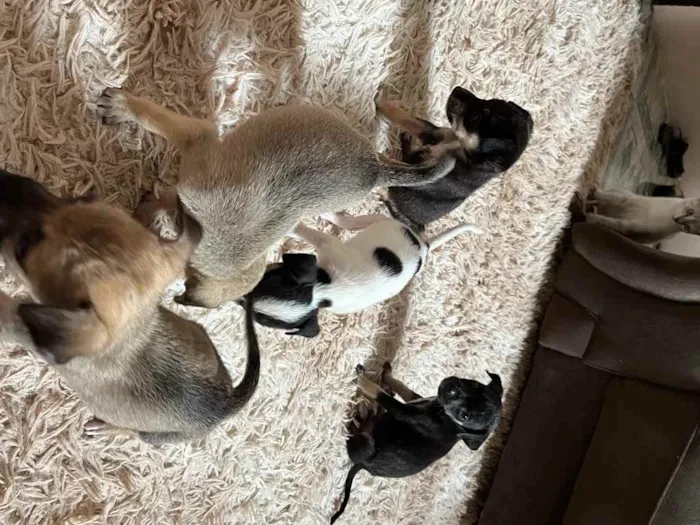 Cachorro ra a Vira lata  idade Abaixo de 2 meses nome (Não tem )