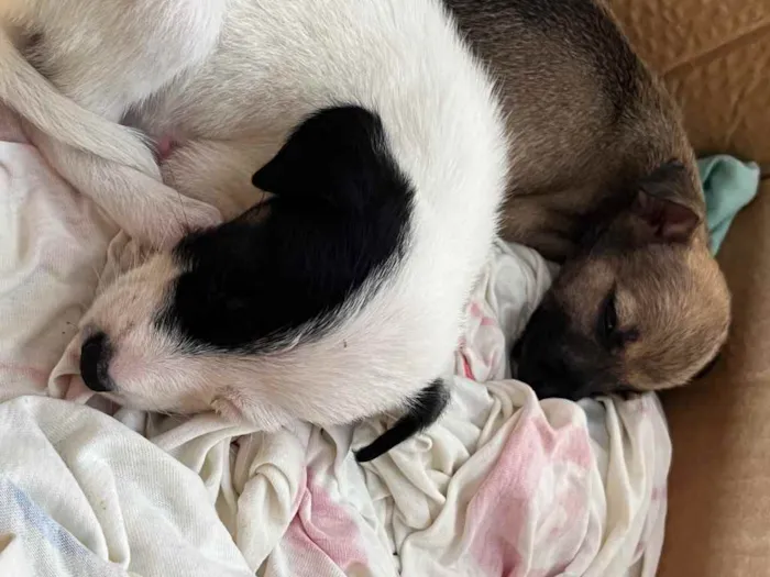 Cachorro ra a Vira lata  idade Abaixo de 2 meses nome (Não tem )