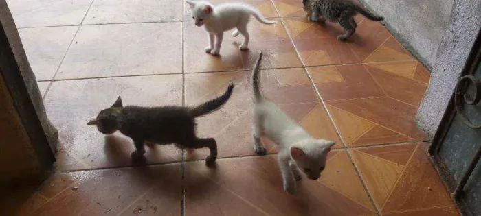 Gato raça Sem raça definida idade 2 a 6 meses nome Sem nome