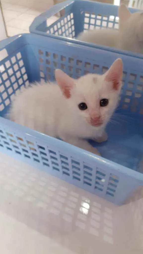 Gato raça Sem raça definida idade 2 a 6 meses nome Sem nome