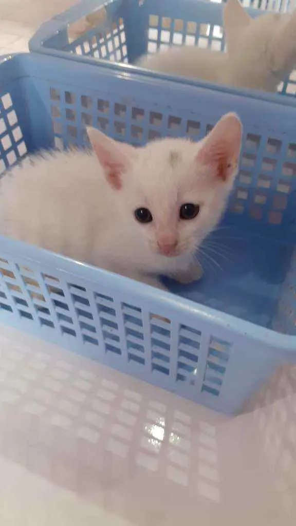 Gato raça Sem raça definida idade 2 a 6 meses nome Sem nome