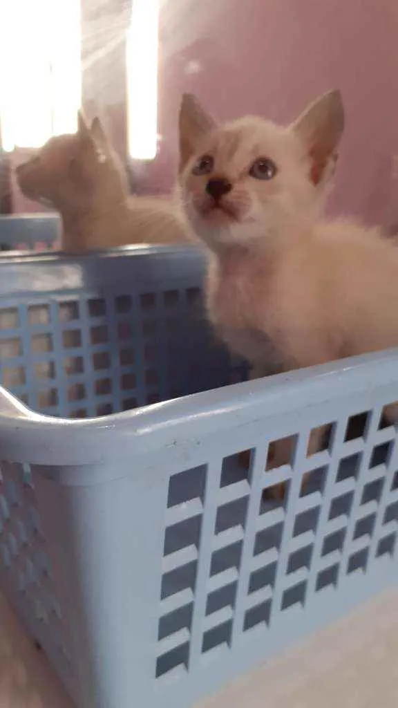 Gato raça Sem raça definida idade 2 a 6 meses nome Sem nome