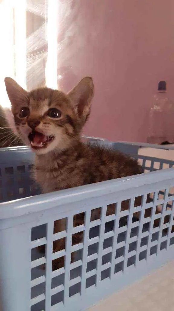 Gato raça Sem raça definida idade 2 a 6 meses nome Sem nome