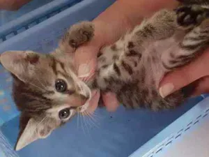 Gato raça Sem raça definida idade 2 a 6 meses nome Sem nome