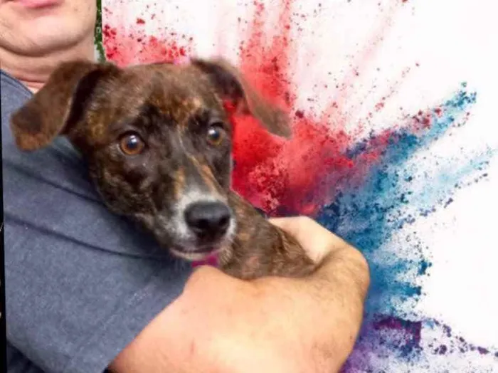 Cachorro raça Pinscher mix srd idade 7 a 11 meses nome Molly bb8meses 