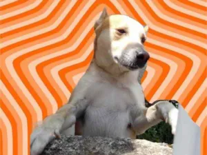 Cachorro raça Srd idade 1 ano nome Trovão bonzinho 