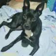 Cachorro raça Srd idade 7 a 11 meses nome Alina Linda 9 meses 