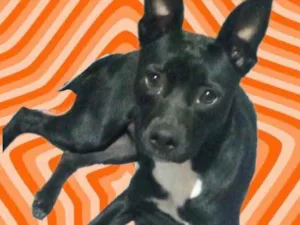 Cachorro raça Srd idade 7 a 11 meses nome Alina Linda 9 meses 