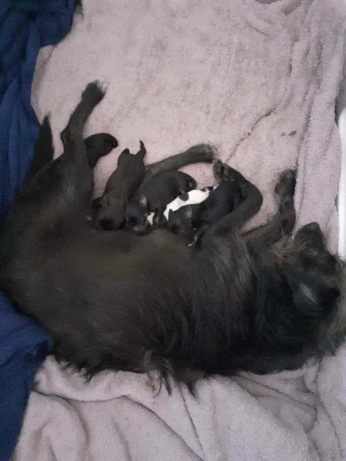Cachorro ra a  idade Abaixo de 2 meses nome Lili 