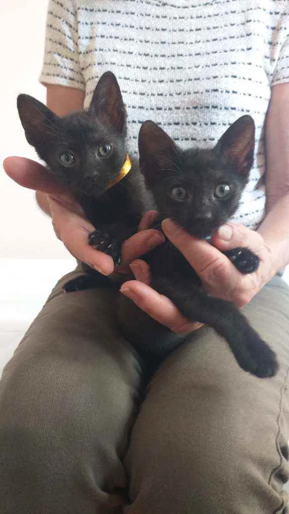 Gato raça srd idade Abaixo de 2 meses nome Pretinhos