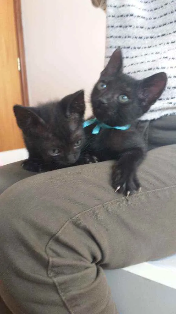 Gato raça srd idade Abaixo de 2 meses nome Pretinhos